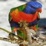 image of bird