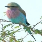 image of bird