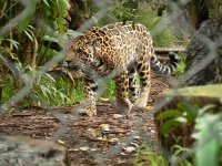 image of jaguar_car