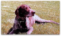 image of animal