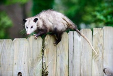image of possum #34
