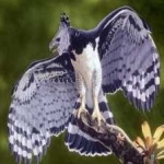 image of harpy_eagle #0