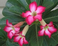 image of flower