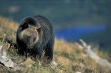 image of brown_bear