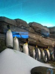 image of king_penguin #10