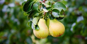 image of pear #24