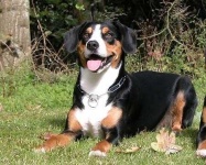image of entlebucher