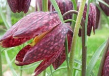 image of fritillary #32