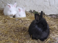 image of angora