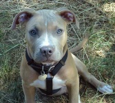 image of american_staffordshire_terrier #7