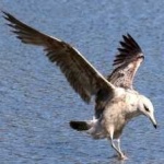 image of bird