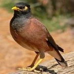 image of bird