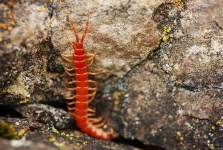 image of centipede #13