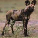 image of african_wild_dog #20