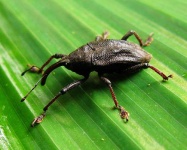 image of weevil