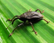 image of weevil #8