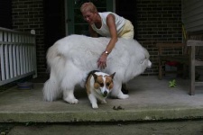 image of great_pyrenees
