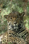 image of jaguar_car