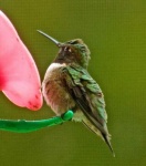 image of hummingbird