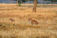 image of hyena