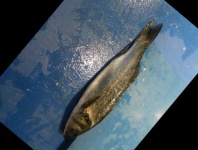 image of fish