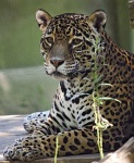 image of jaguar_car