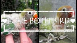 image of lovebird
