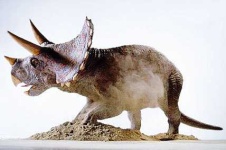 image of triceratops