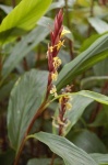 image of flower