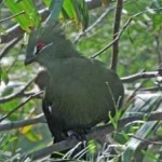 image of bird