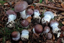 image of mushrooms