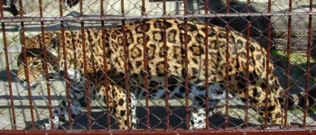 image of jaguar