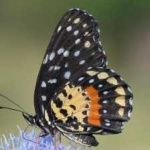 image of animal