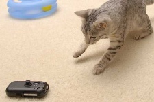 image of egyptian_cat