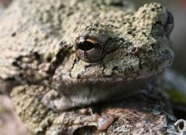 image of tree_frog #28