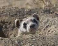 image of black_footed_ferret
