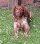 image of brittany_spaniel