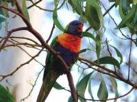 image of lorikeet