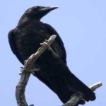 image of bird