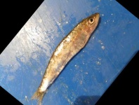 image of fish