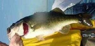 image of animal