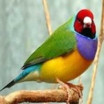 image of bird
