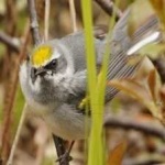 image of bird