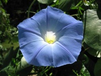 image of flower