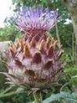 image of cardoon