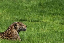 image of jaguar_car