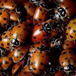 image of ladybugs #45