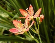 image of flower
