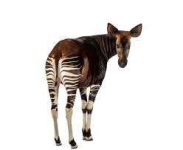 image of animal