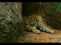 image of jaguar_car